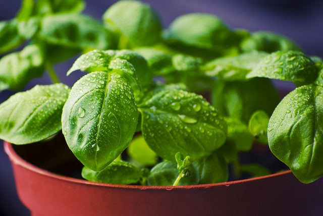 Haga uso de las plantas diuréticas.