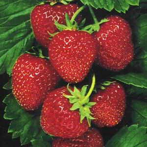 fresas