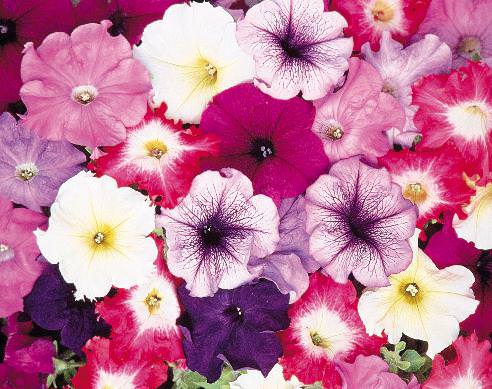 petunias