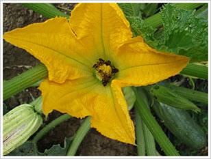 Flor de calabaza