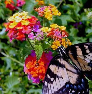 arbusto de mariposas