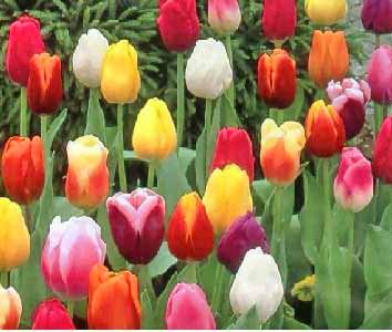 tulipanes