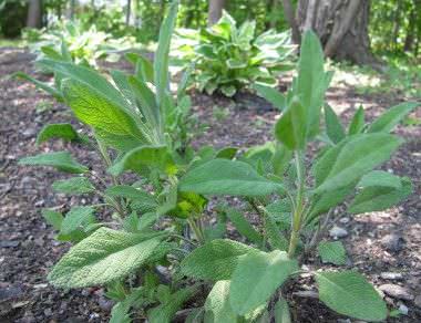 cultivar salvia