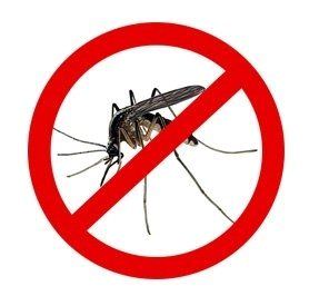 No mosquito