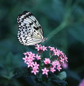 el-mejor-momento-para-podar-un-arbusto-de-mariposas