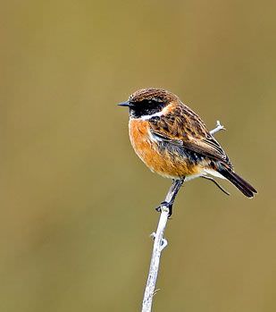 pajarito en rama