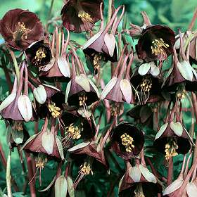 Aquilegia1b