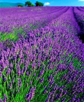 Como cultivar lavanda2