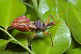 Insectos beneficiosos para jardines5