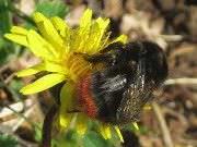 Insectos beneficiosos para jardines6