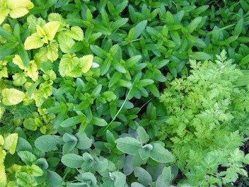 Como cultivar un jardin de hierbas para infusiones2