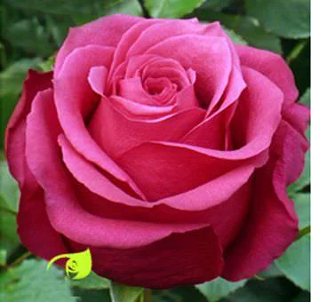 flores flores