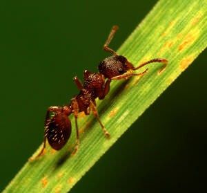 Como deshacerse de las hormigas