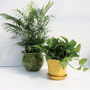 Como colocar plantas interiores en su hogar1