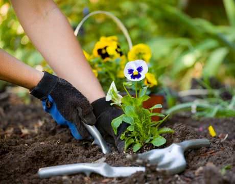 12 Consejos para el cuidado del jardin