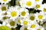 8 Hierbas medicinales que usted puede cultivar3