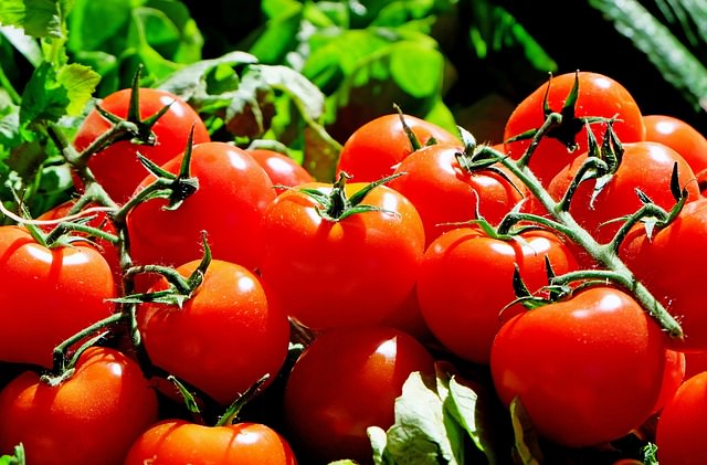 Aproveche los muchos beneficios medicinales de los tomates.