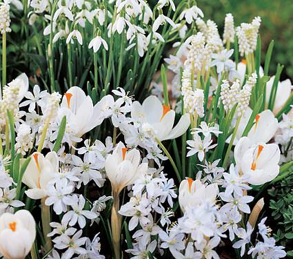 Como crear un jardin de flores blancas1