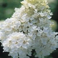 Como crear un jardin de flores blancas7