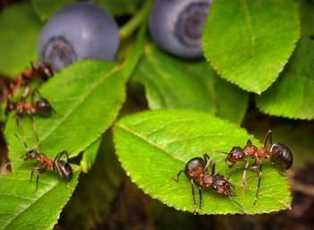 12 remedios naturales para una invasion de hormigas