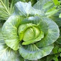 Los 5 mejores vegetales para bajar de peso2
