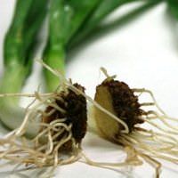 Cultivar un suministro interminable de cebollas con fondos de cebollas viejas5