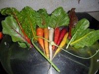Frutas y verduras para jardines interiores5