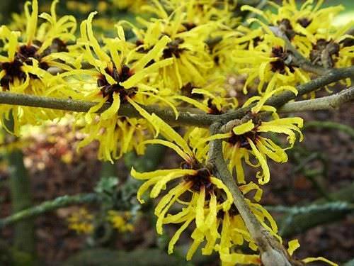 7 Usos del Hamamelis