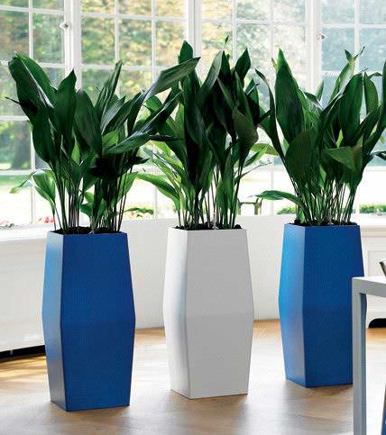 Las mejores plantas interiores para purificar el aire