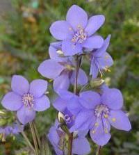 Lista de Flores que crecen en la sombra3