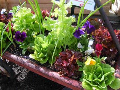 Beneficios de sembrar flores y hierbas en su huerta