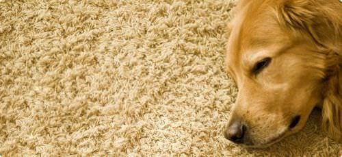 Como quitar el olor de alfombras