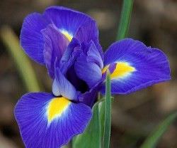 iris morado