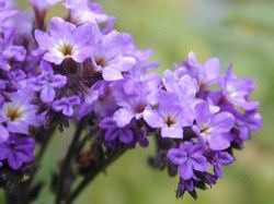  Las Mejores Flores Fragantes para su Jardin14