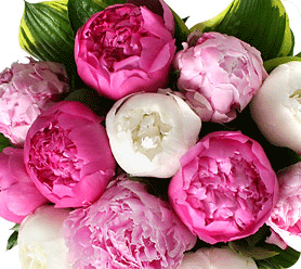 ponías rosas y blancas