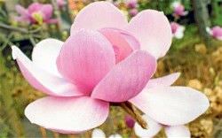 magnolia rosa