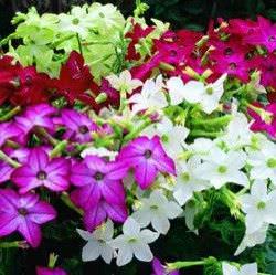 nicotiana de diferentes colores
