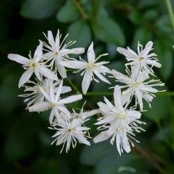  Las Mejores Flores Fragantes para su Jardin4