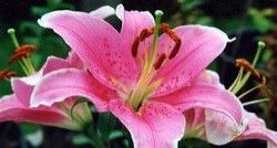 lirio oriental rosa