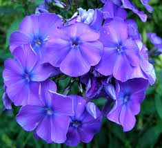 phlox púrpura