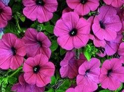 1Las Mejores Flores para un Jardin en el Balcon1