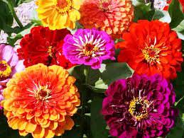 1Las Mejores Flores para un Jardin en el Balcon10