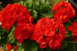  1Las Mejores Flores para un Jardin en el Balcon2