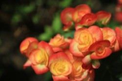 1Las Mejores Flores para un Jardin en el Balcon3