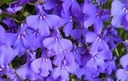 1Las Mejores Flores para un Jardin en el Balcon4