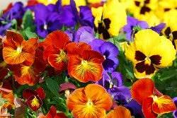 1Las Mejores Flores para un Jardin en el Balcon5
