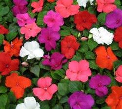 1Las Mejores Flores para un Jardin en el Balcon6