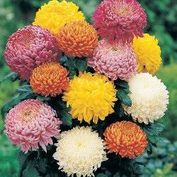 1Las Mejores Flores para un Jardin en el Balcon7