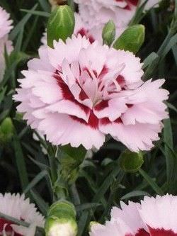1Las Mejores Flores para un Jardin en el Balcon8
