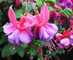 1Las Mejores Flores para un Jardin en el Balcon9